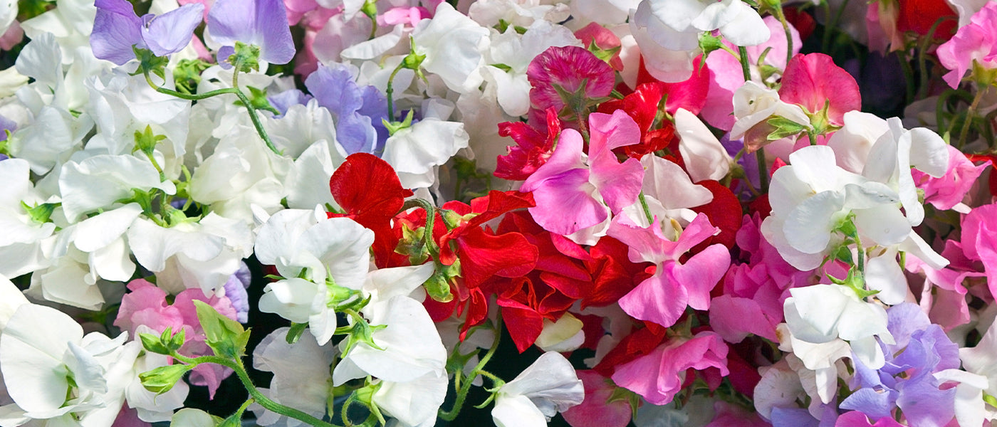 Zwarte lathyrus - Lathyrus niger