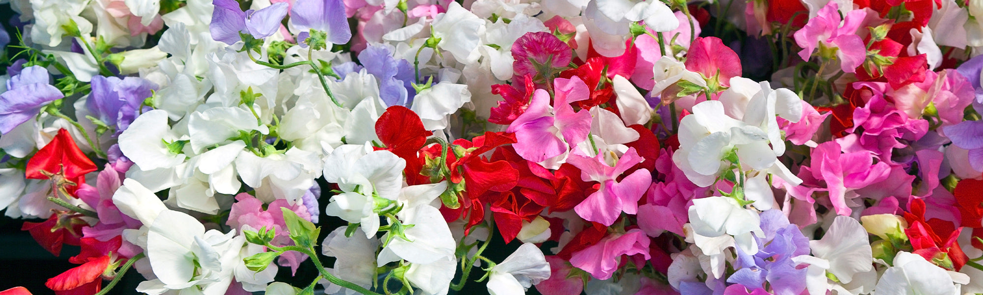 Zwarte lathyrus - Lathyrus niger