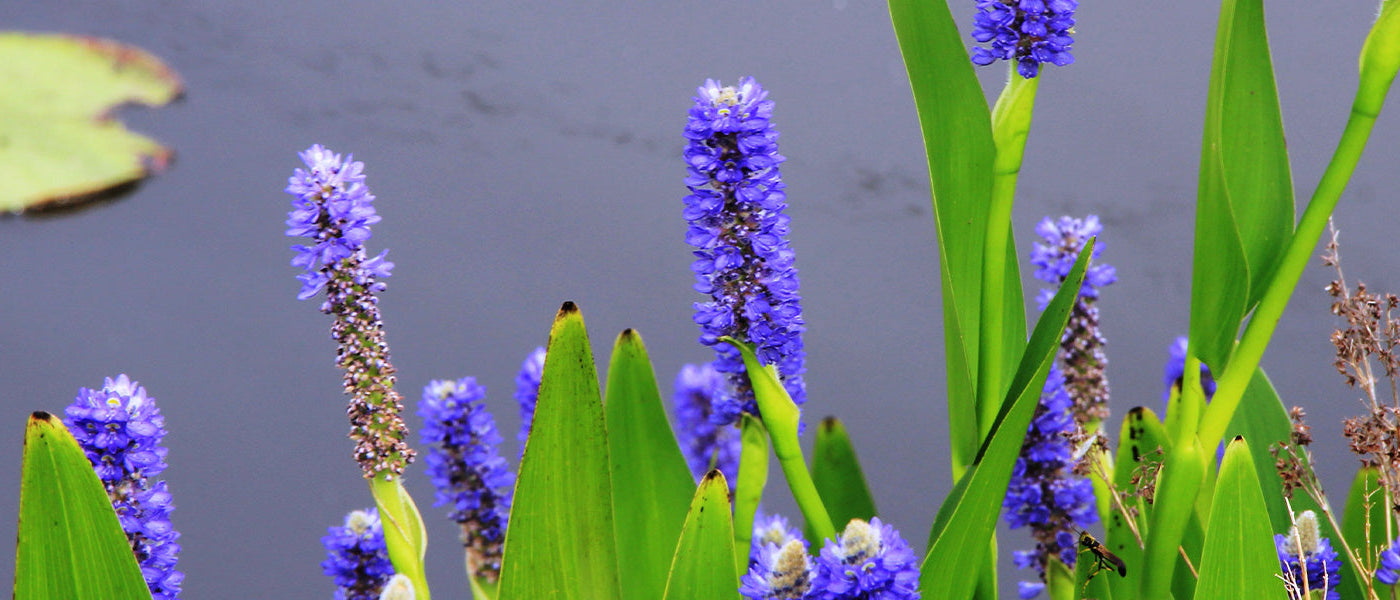 Pontederia