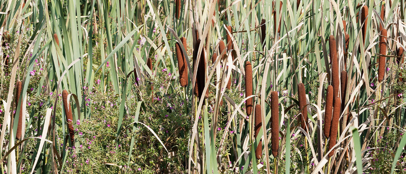 Waterzuiverende planten