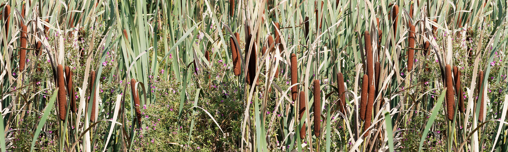 Waterzuiverende planten