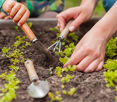 Makkelijke Moestuin