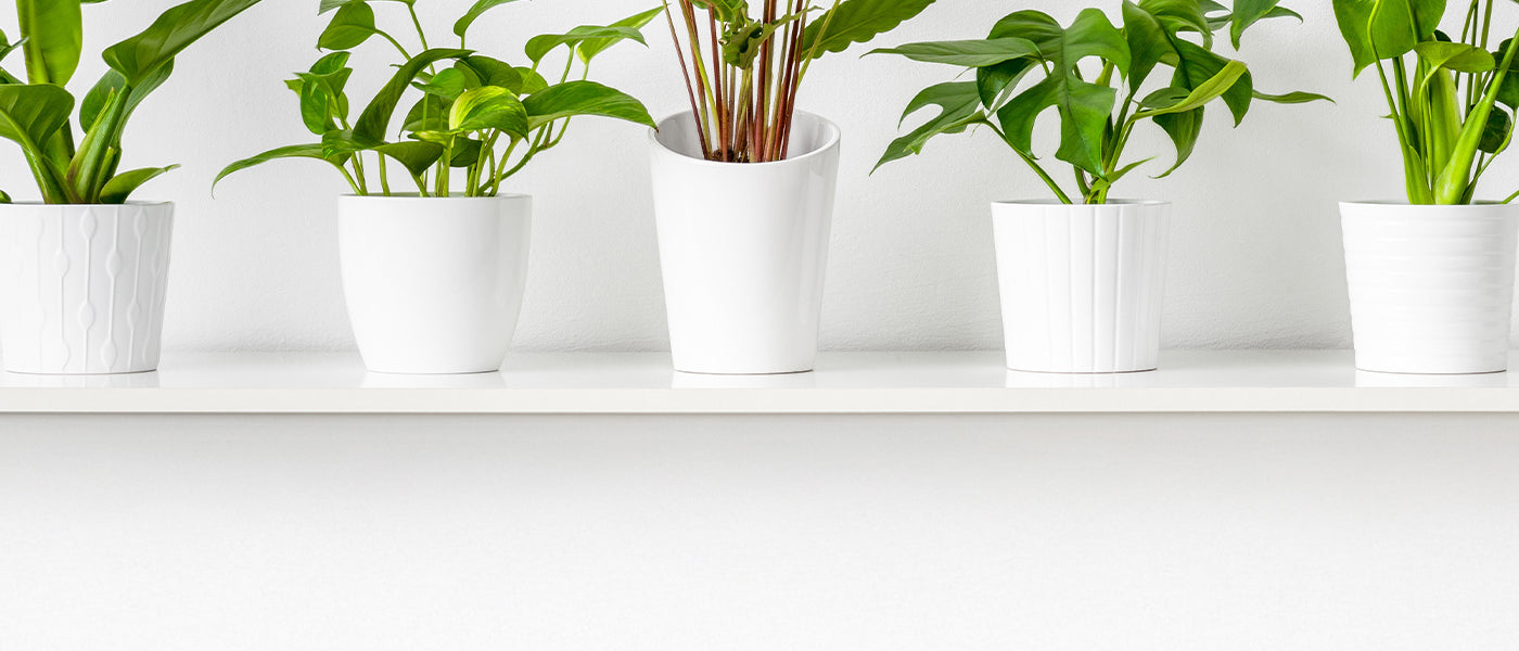 Potten, vazen, hangers en accessoires