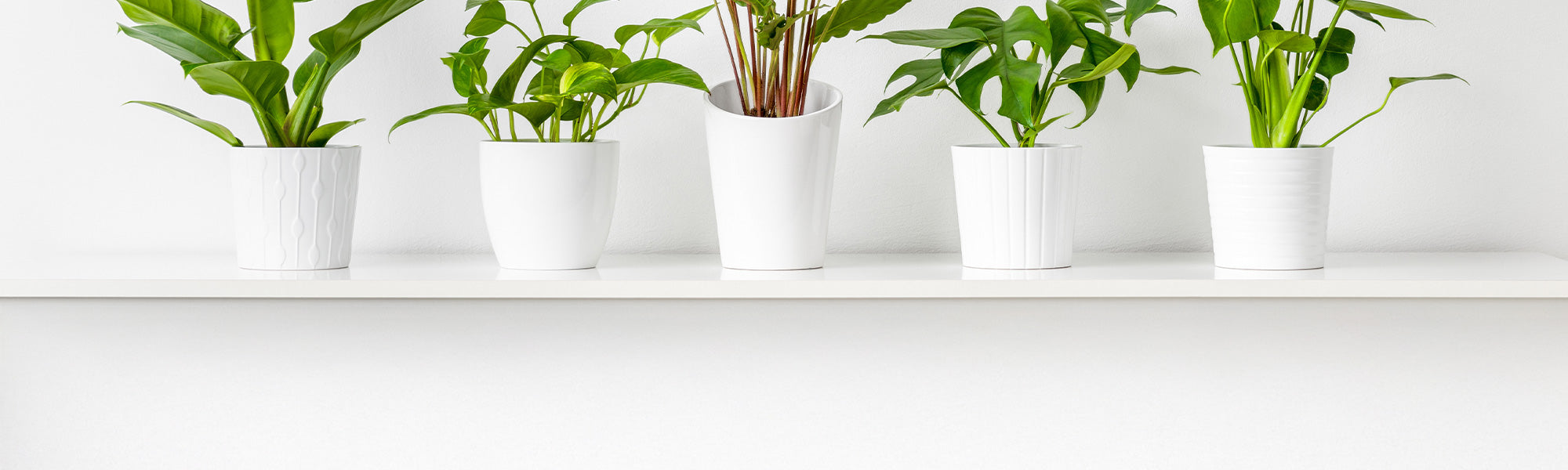 Potten, vazen, hangers en accessoires