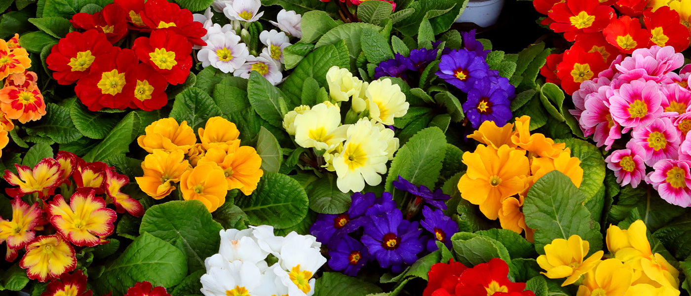 Sleutelbloem