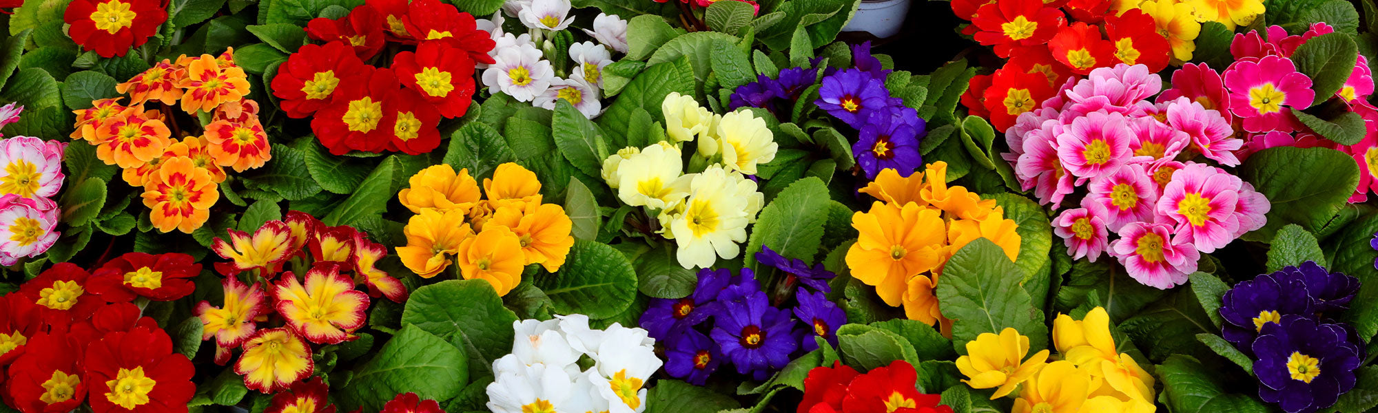 Sleutelbloem