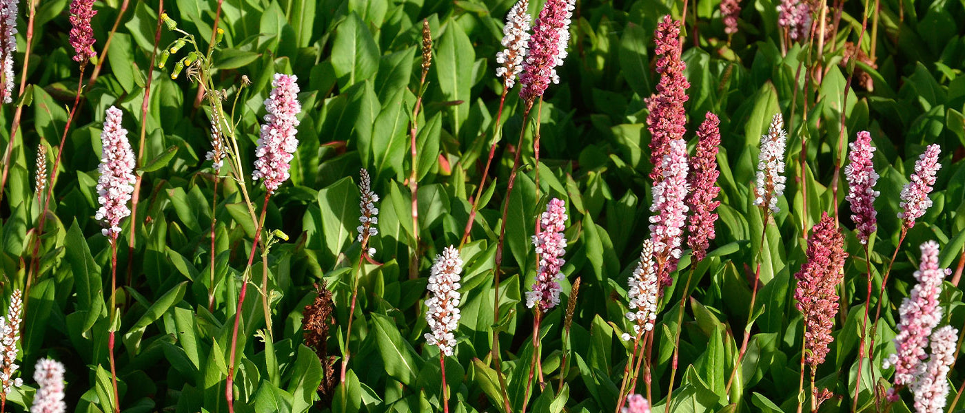 Perzikkruid - Persicaria