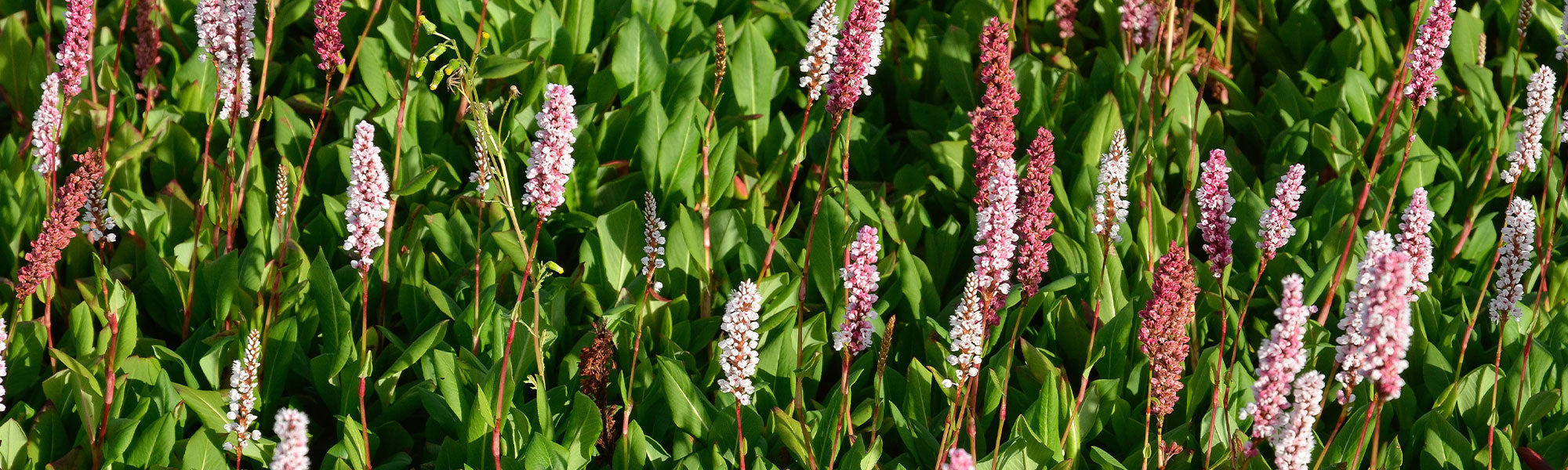 Perzikkruid - Persicaria