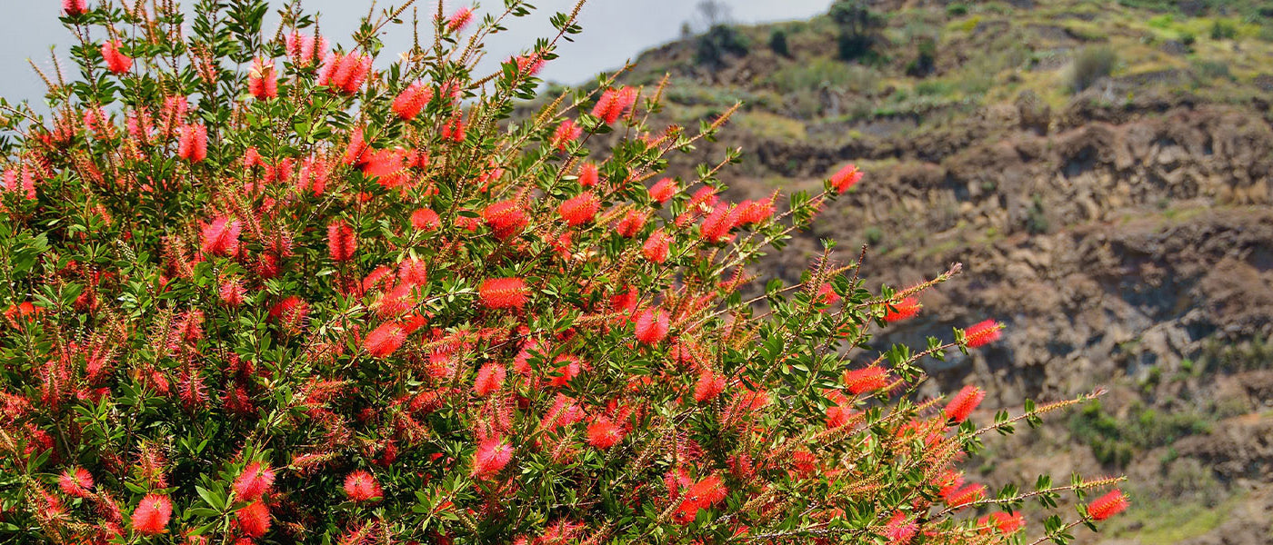 Lampenpoetser - Callistemon