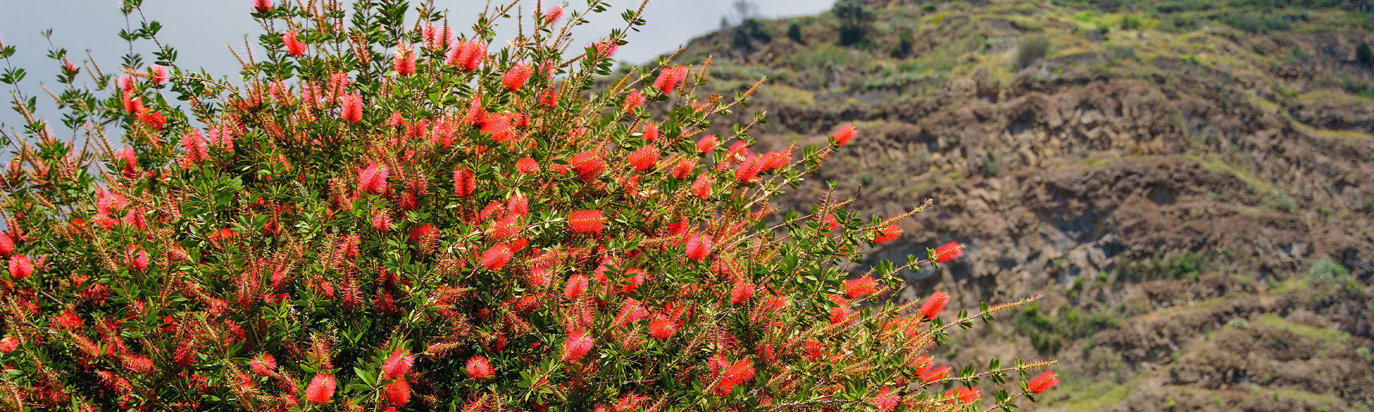 Lampenpoetser - Callistemon
