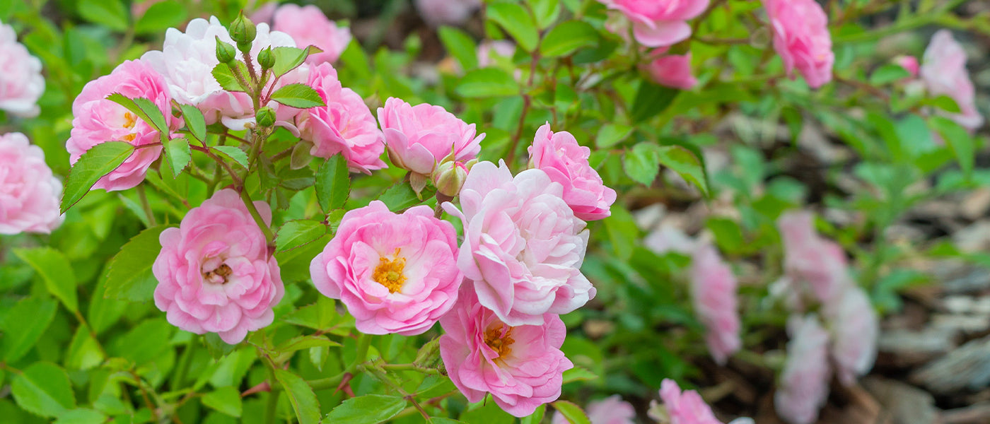 Polyantha rozen met gegroepeerde bloemen