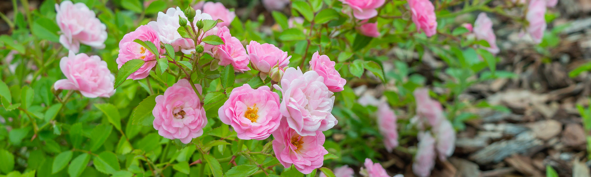 Polyantha rozen met gegroepeerde bloemen