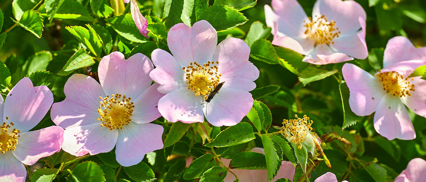 Botanische rozenstruiken
