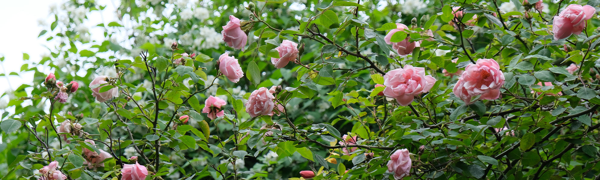 Ziekteresistente rozen