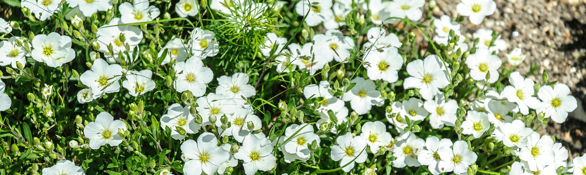Zandbloem Collectie