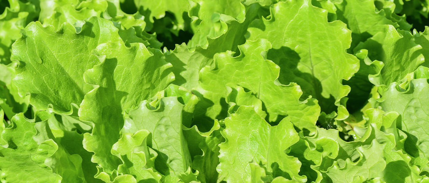 Saladeplanten