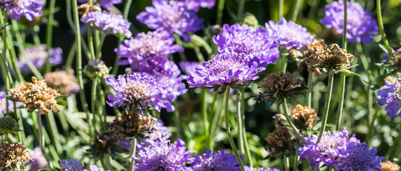 Scabiosa