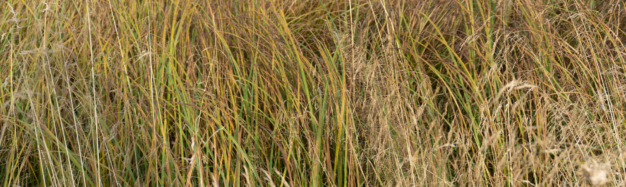 Schizachyrium
