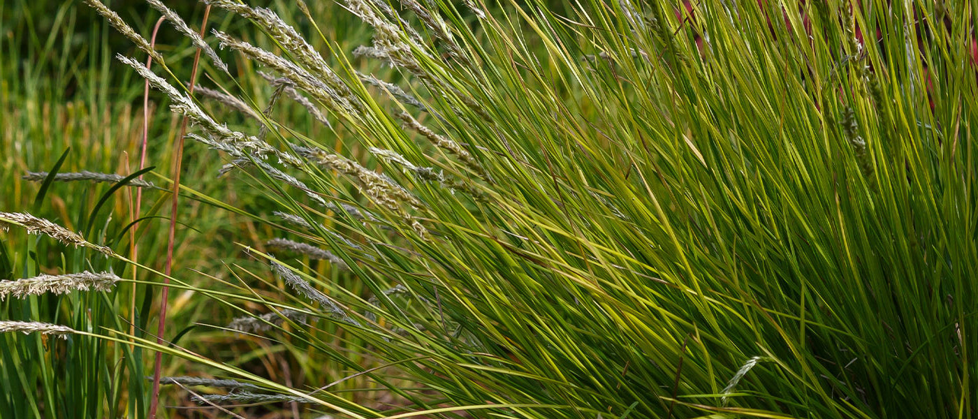 Sesleria