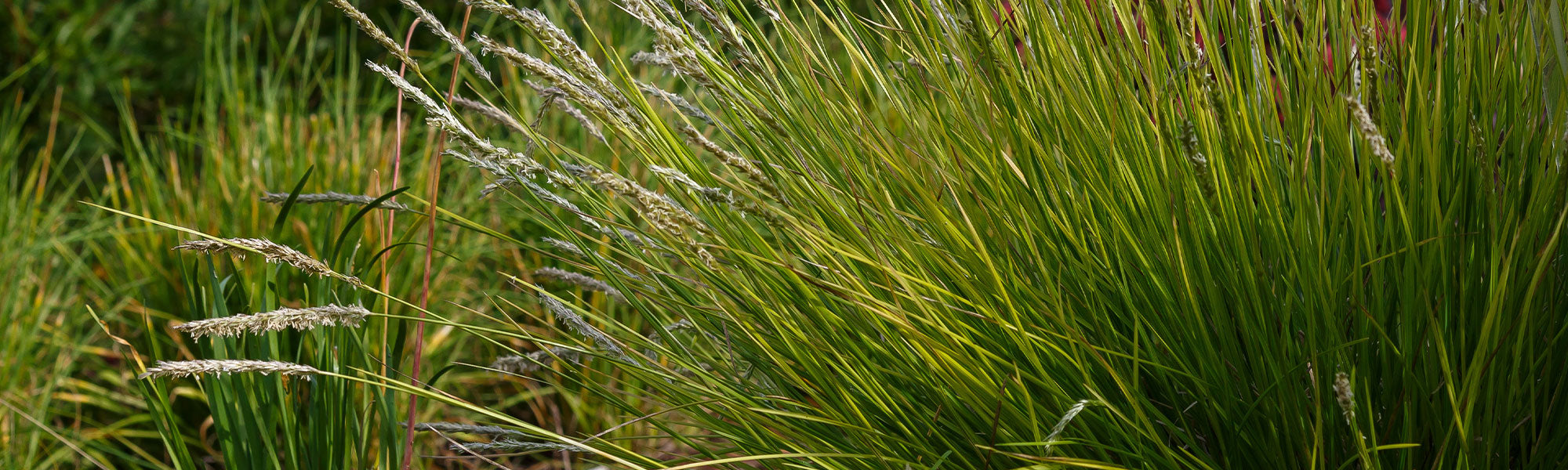 Sesleria
