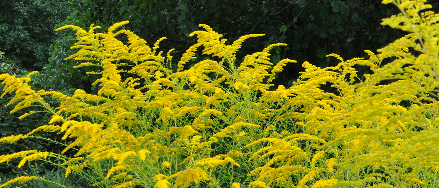Guldenroede - Solidago