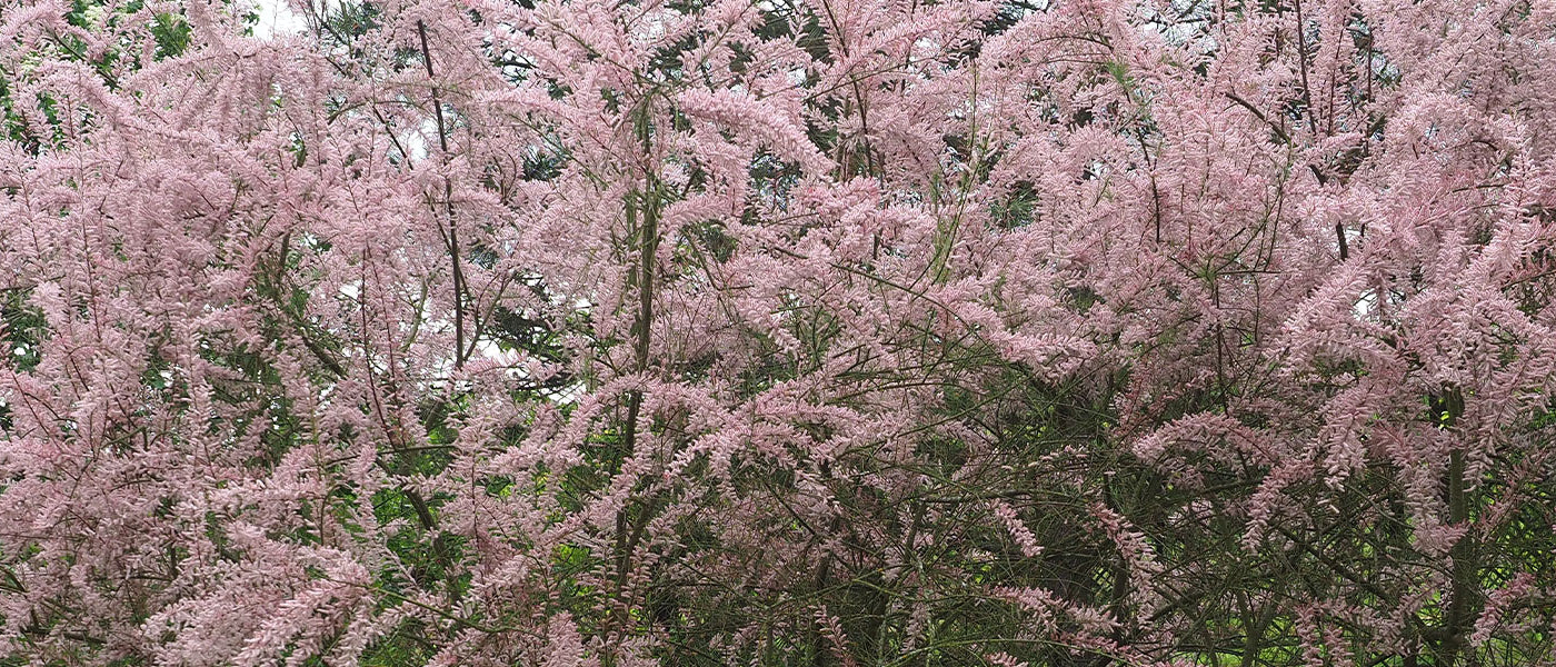 Tamarisk