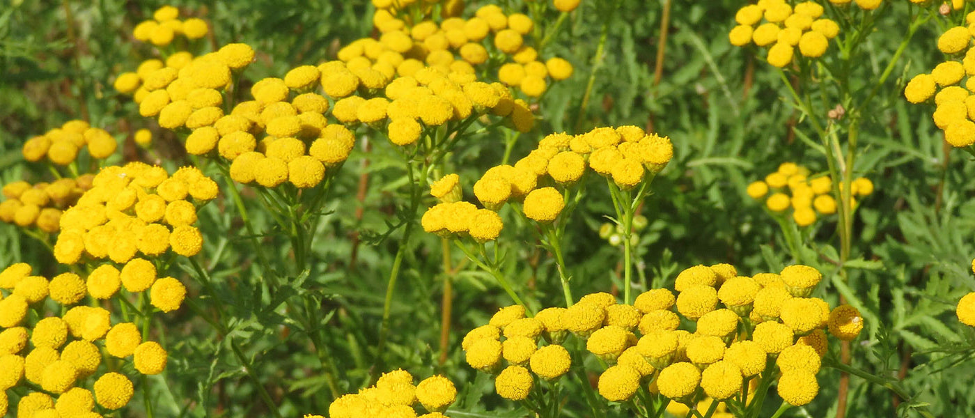 Boerenwormkruid - Tanacetum