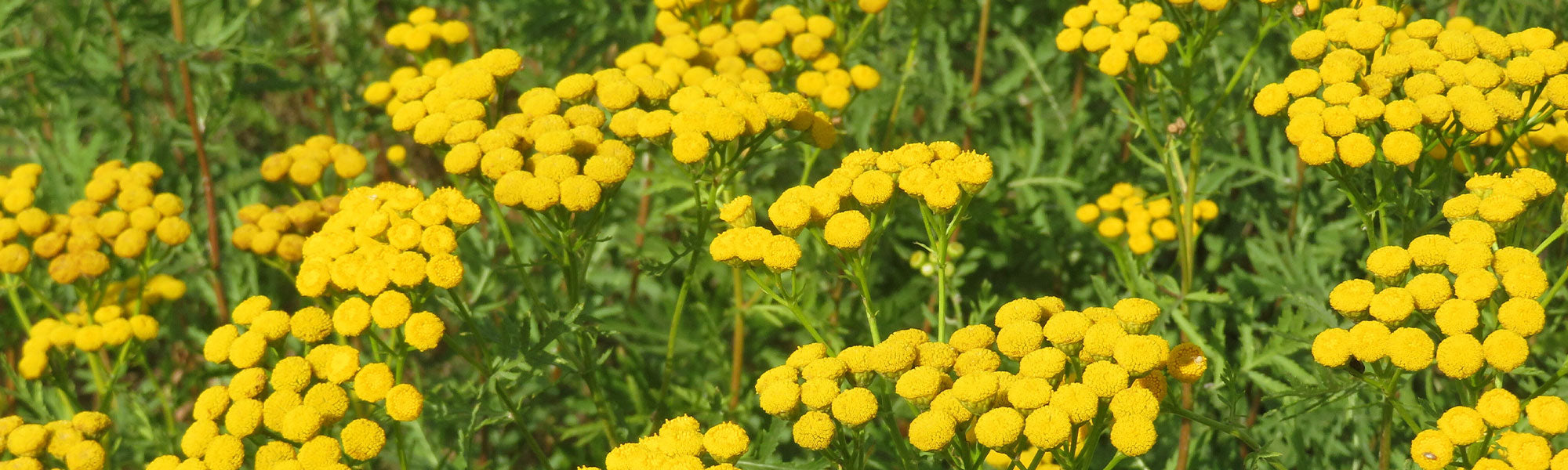 Boerenwormkruid - Tanacetum
