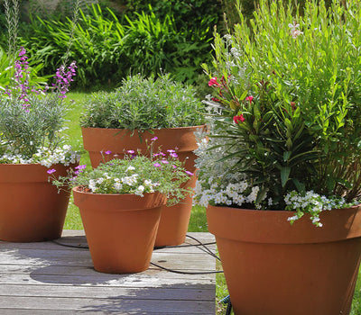 Terras: potplanten