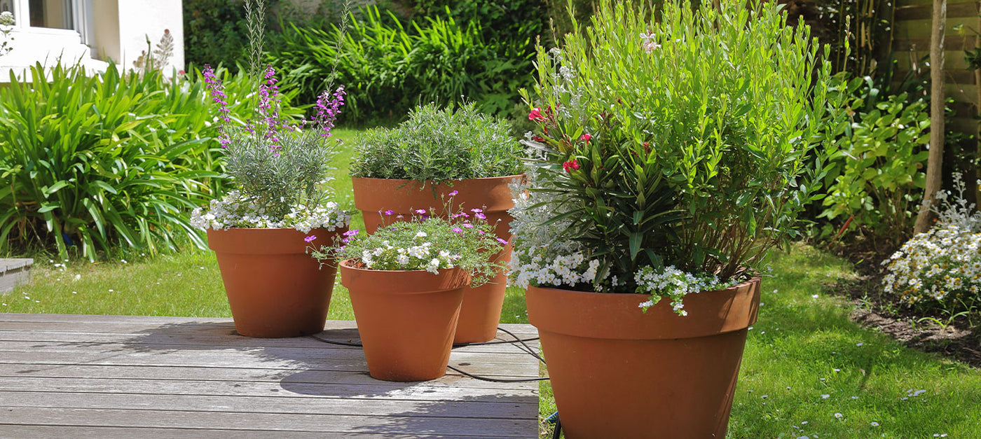 Terras: potplanten
