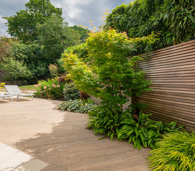 Terras wintergroene planten