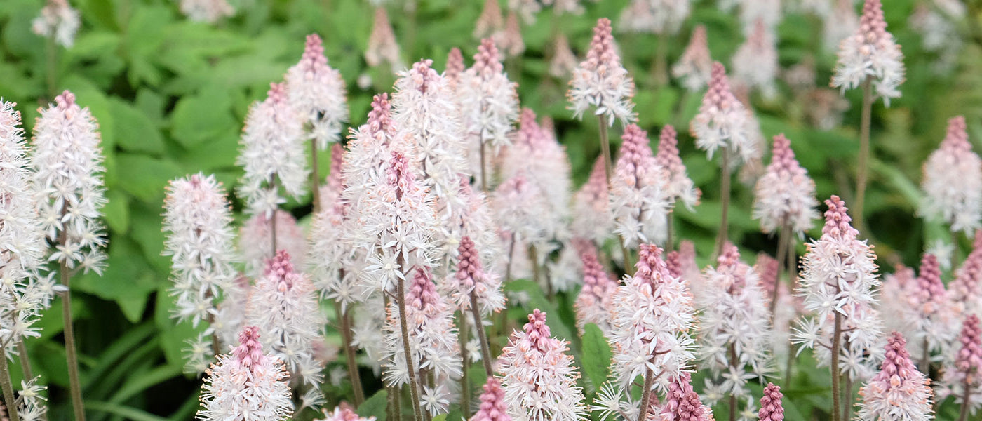 Tiarella