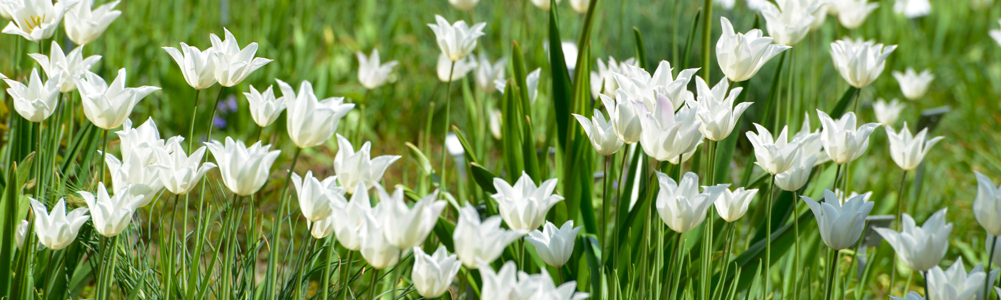 Tulp Leliebloemige