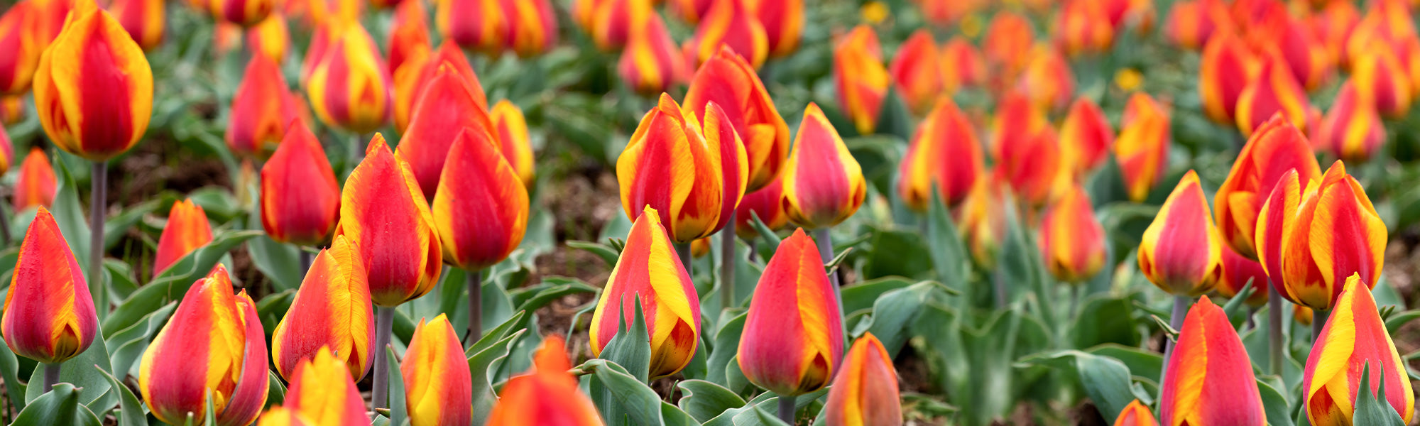 Tulp Darwin