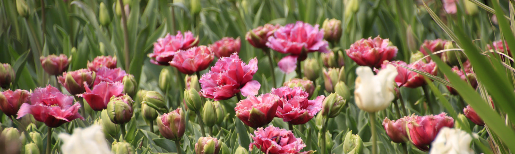 Tulp Dubbel