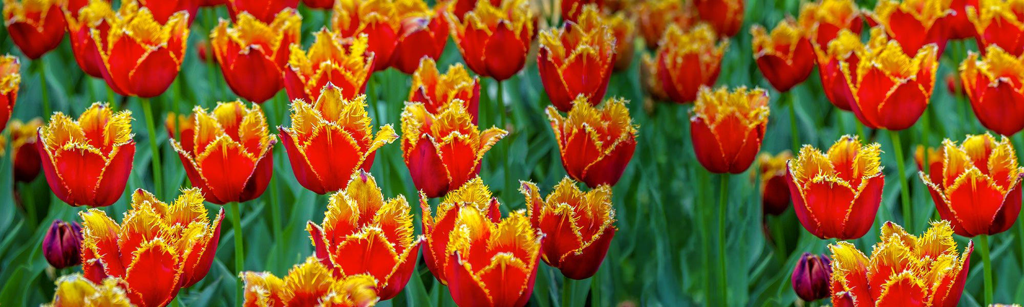 Tulp Gefranjerd