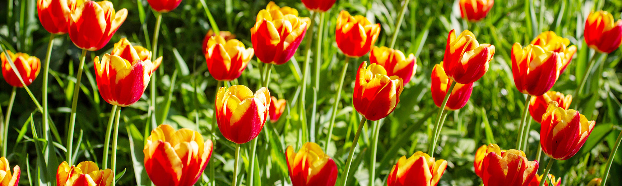 Tulp Lange steel