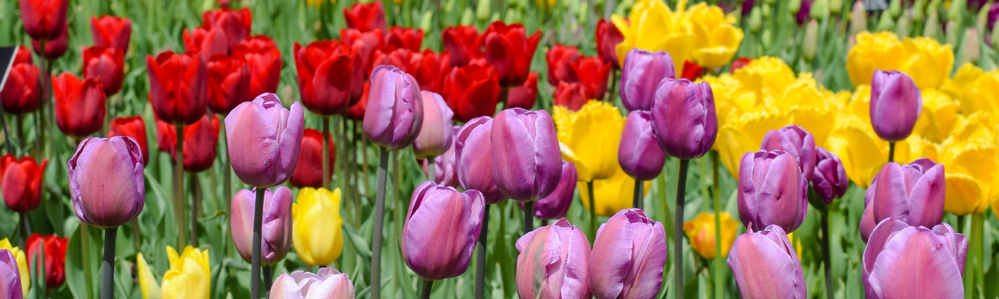 Tulp Laatbloeiend