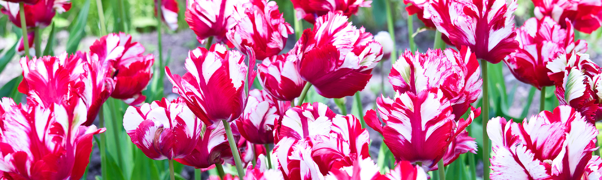 Tulp Papegaai