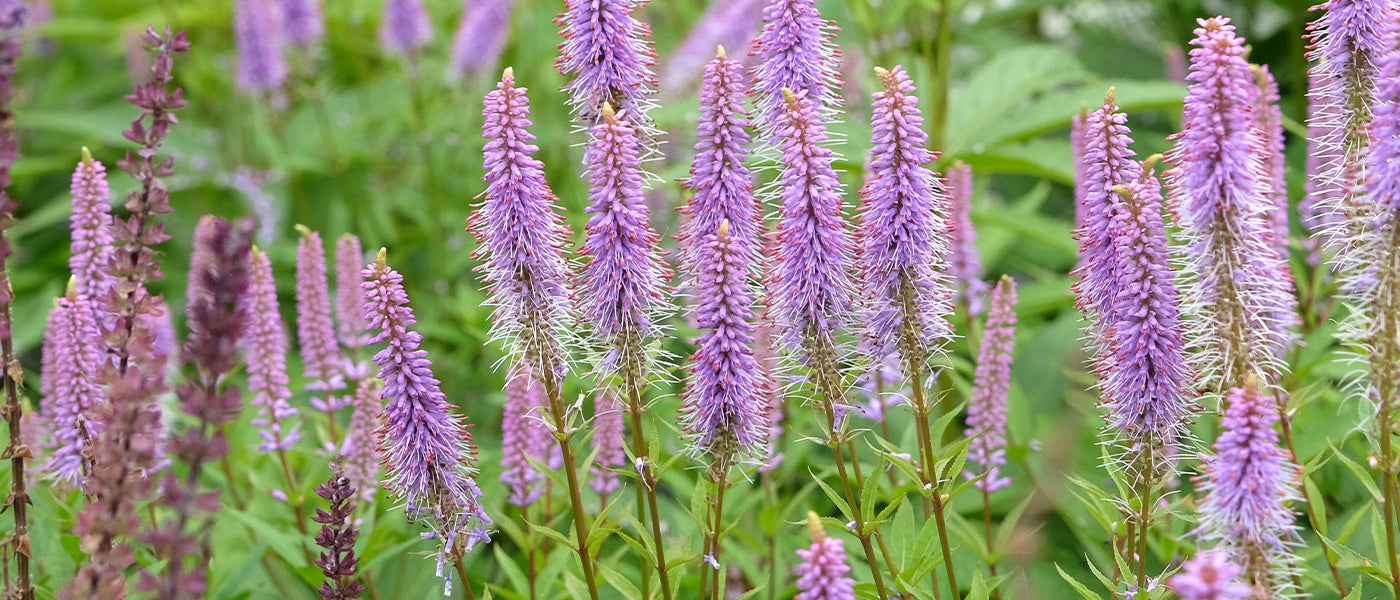 Virginische ereprijs