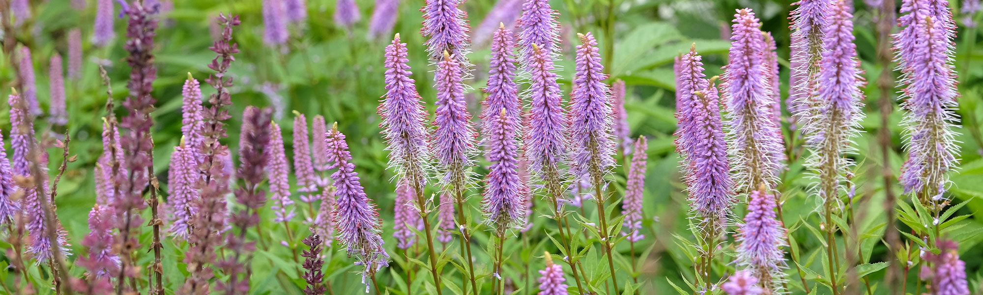 Virginische ereprijs