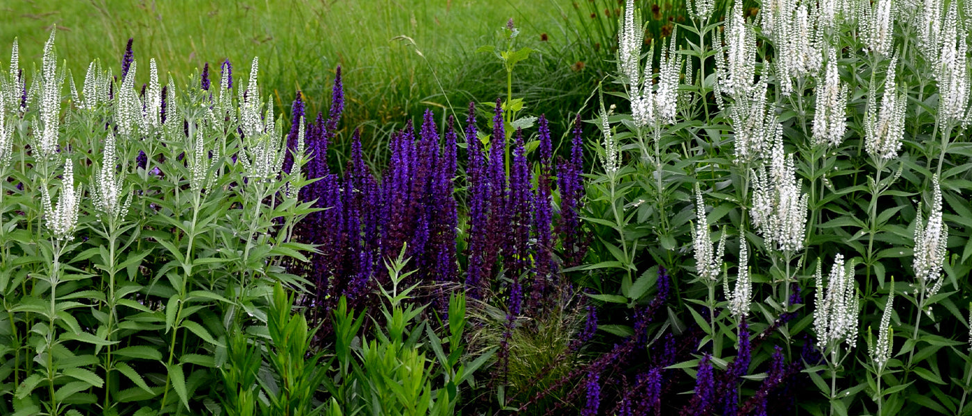 Véronique's Tuinparels