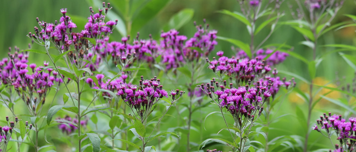 Vernonia