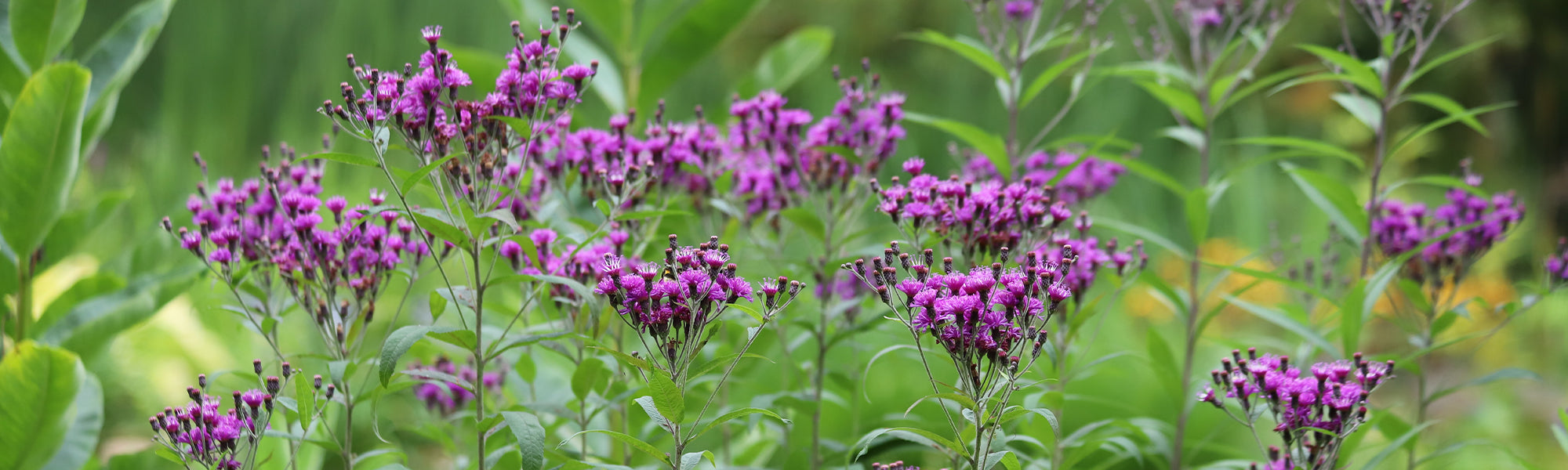 Vernonia