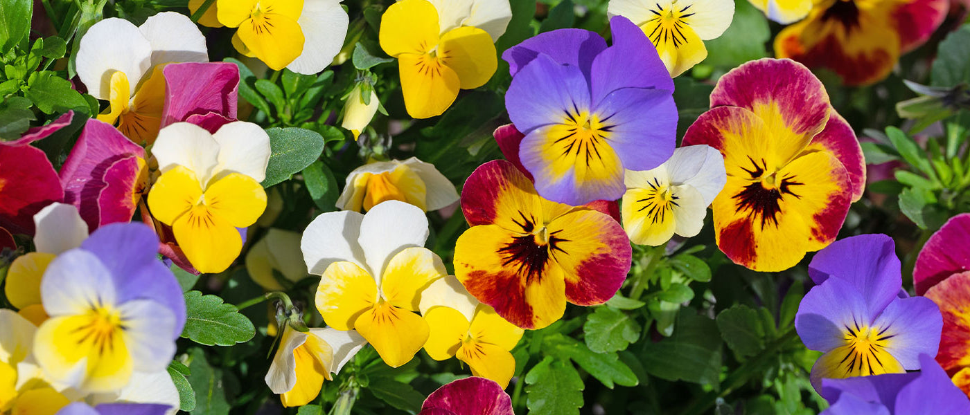 Viooltje - Viola