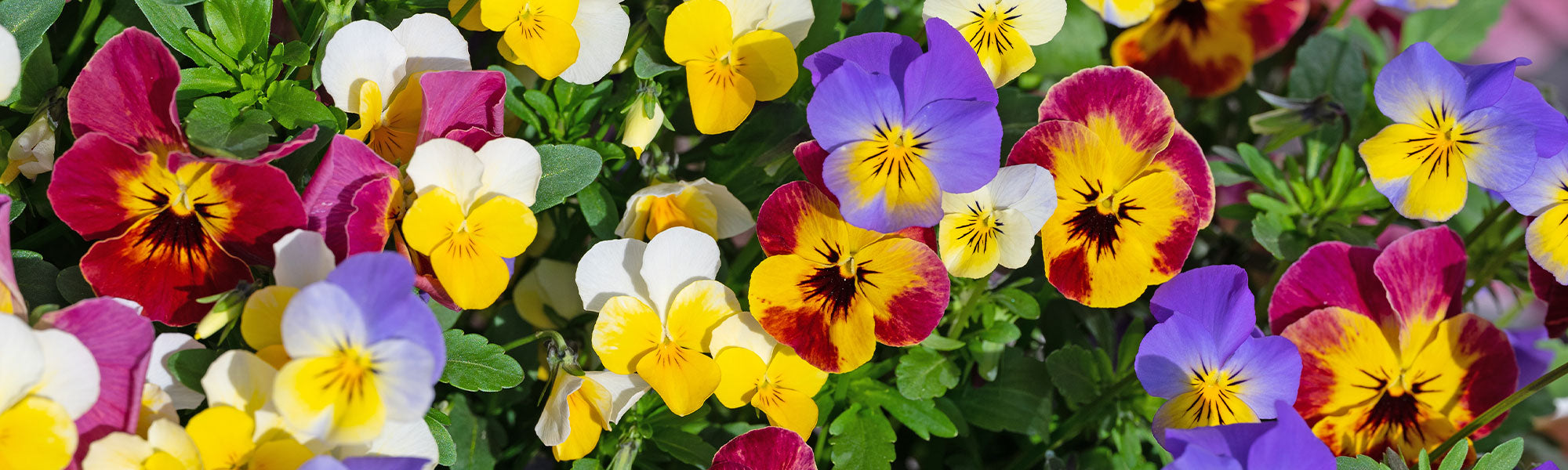 Viooltje - Viola
