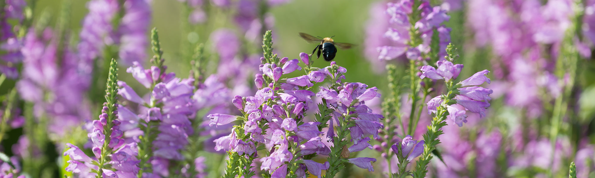 Honinglokkers voor je tuin
