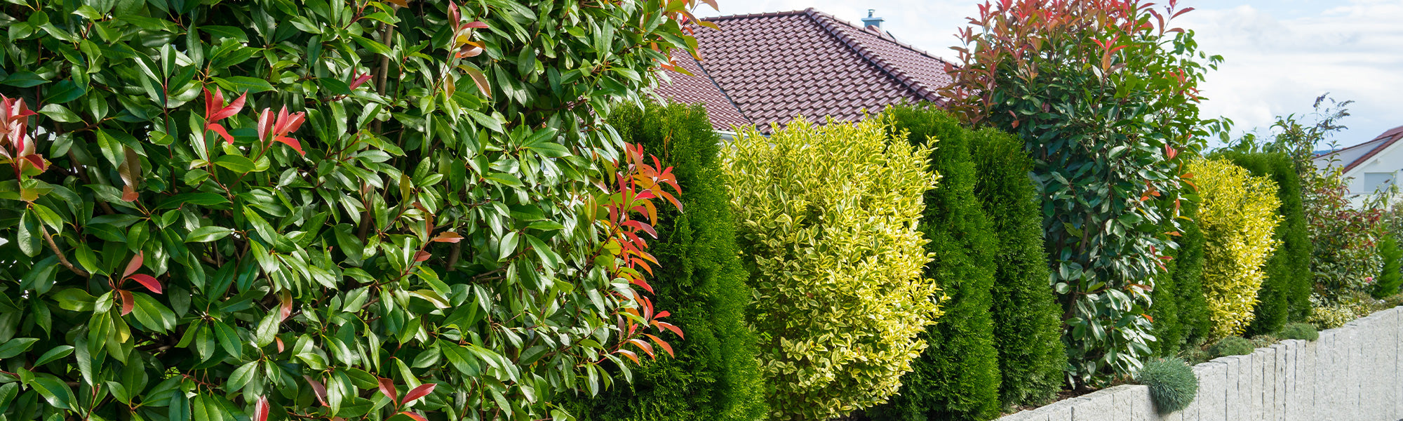 Altijdgroene haagstruiken