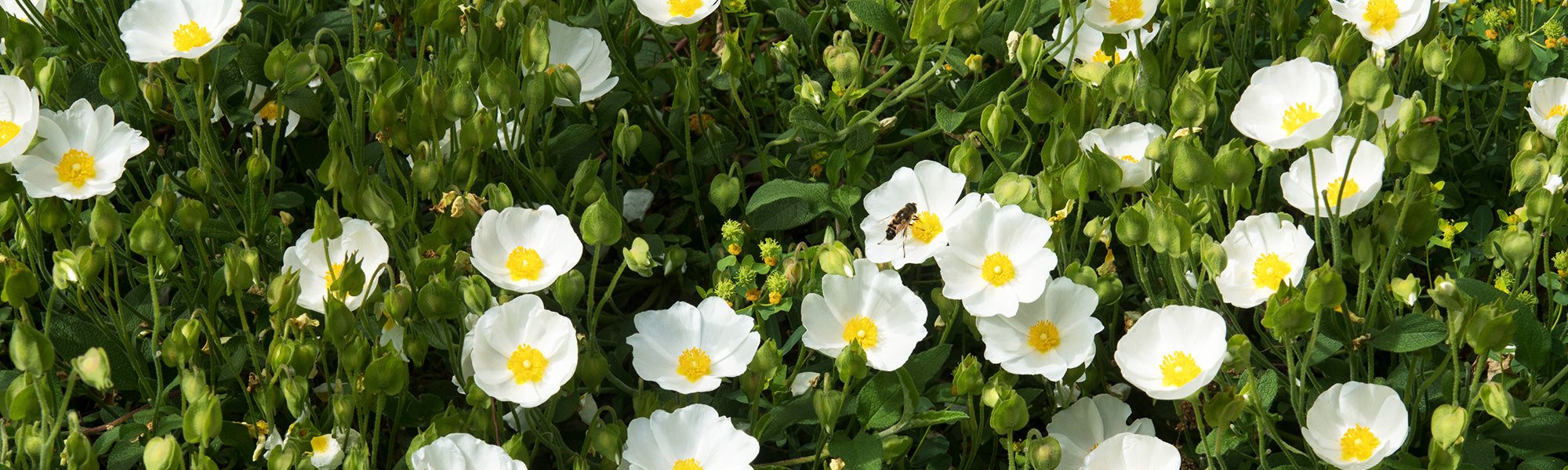 Saliebladige zistroos - Cistus salviifolius