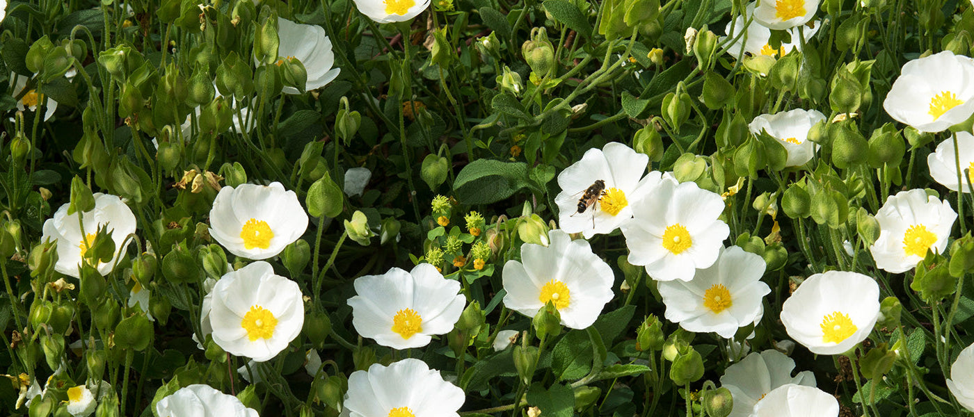 Witte zistroos - Cistus albidus